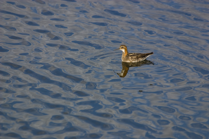 Red-Necked Phalarope